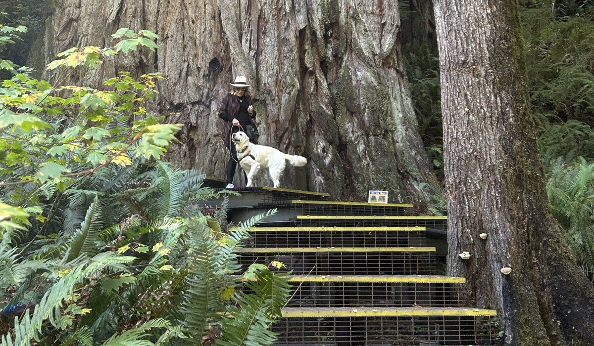 Lynne and Bella about to climb a redwood